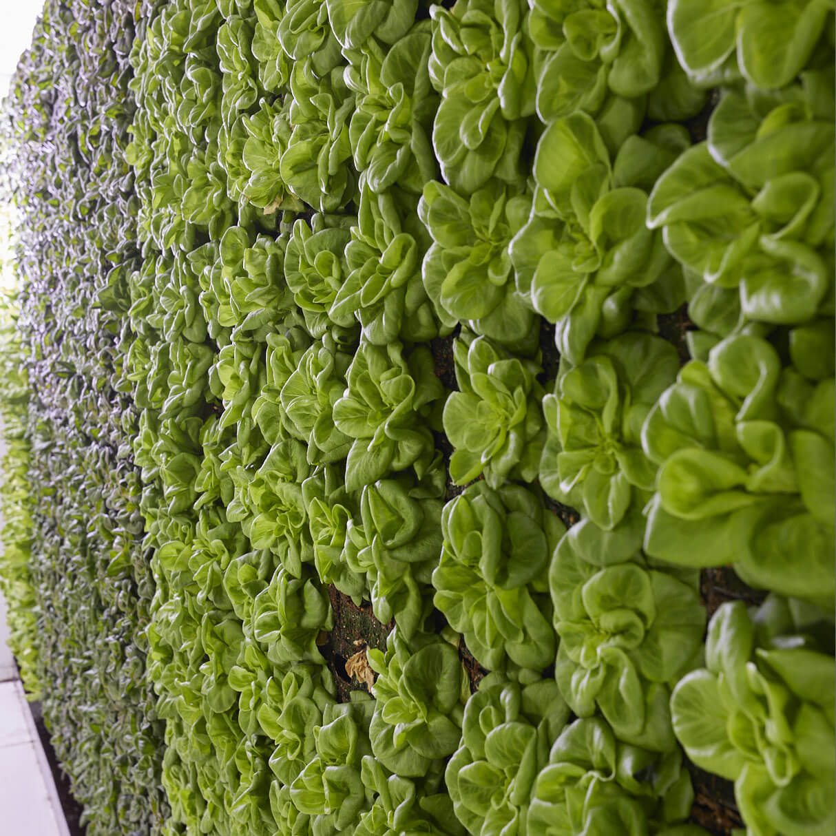Green Walls Systems