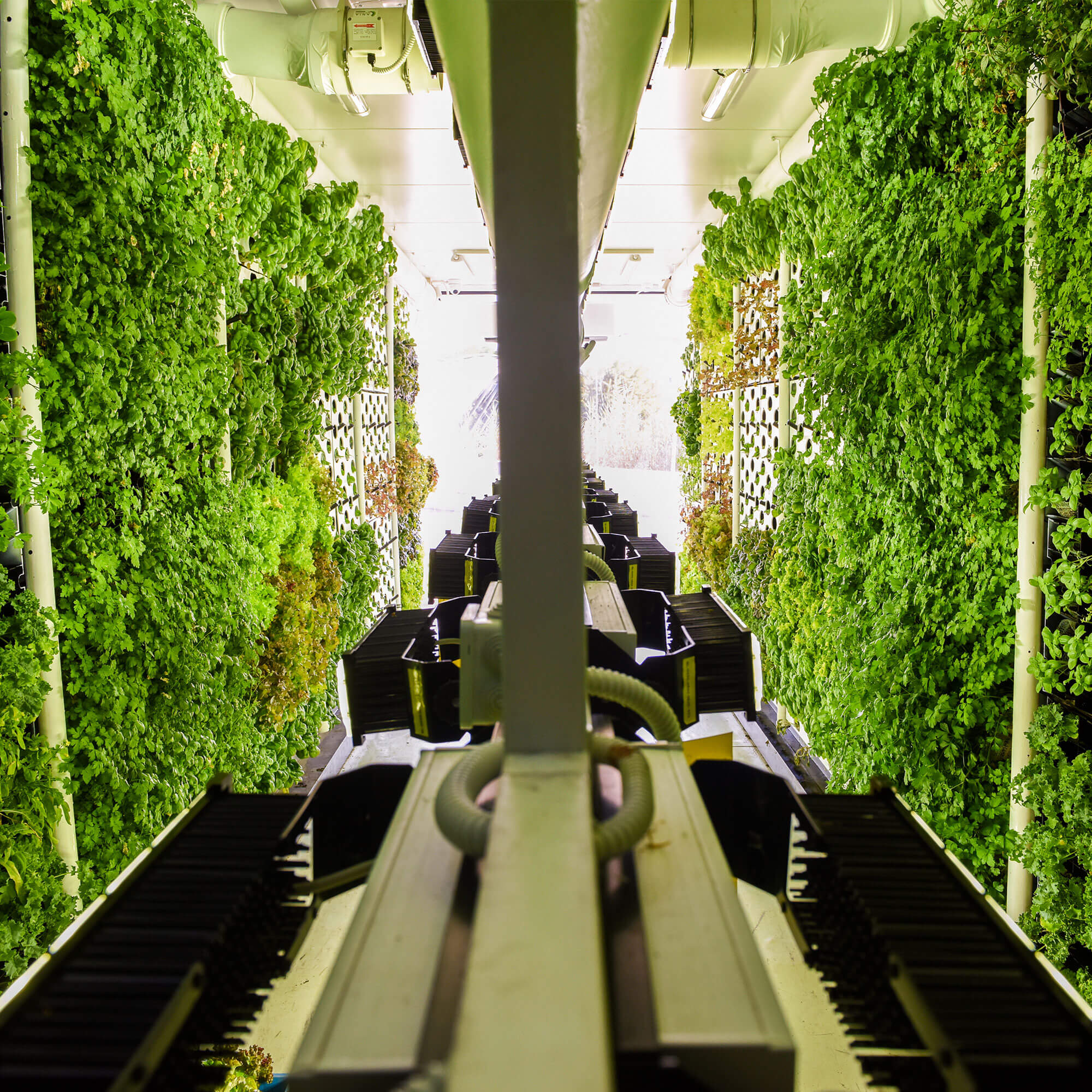 VERTICAL AGRICULTURE