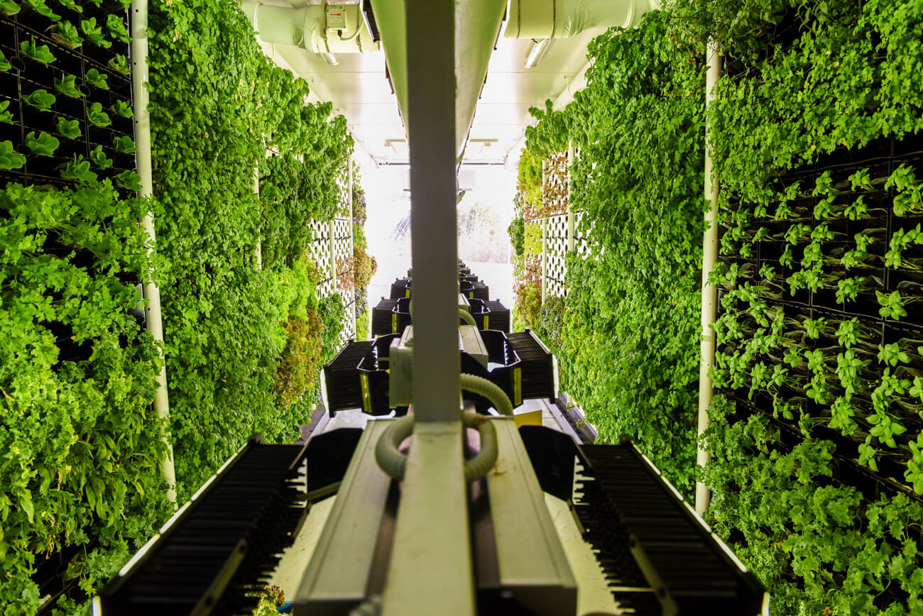What is Indoor Vertical Farming? vertical field