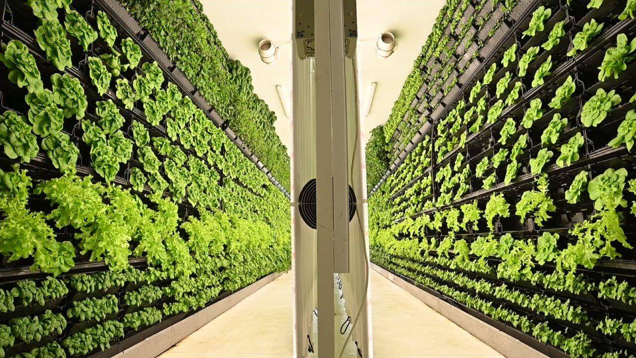 vertical farms solution